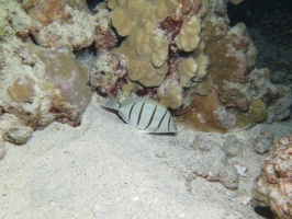 108 Convict Tang IMG 2487